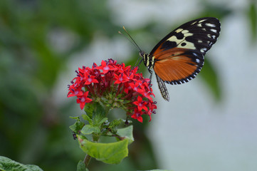 Butterfly in the garden