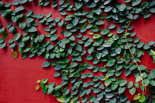 Green vines on maroon wall