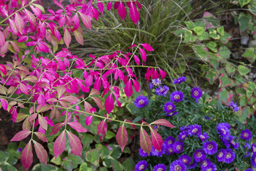 Leuchtende Farben im Herbstgarten