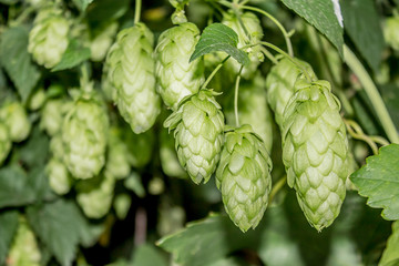 Fototapeta premium Hop cones in natur