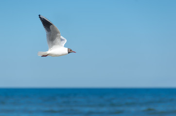 Möwe fliegend vor Horizont