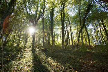 Waldlichtung in Wald, Sonnenstrahlen