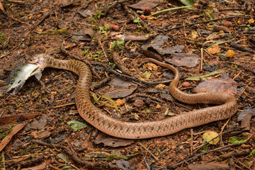 Obraz premium A keelback snake with it's catch in Bangalore,IN.
