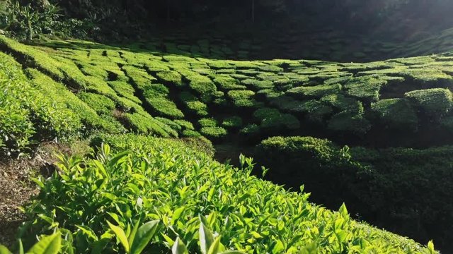 Tea plantations in Cameron Highlands, Malaysia