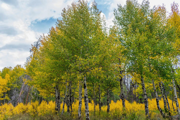 Fototapeta premium Colorado Aspens