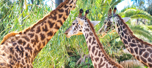 Giraffes wating tree leaves