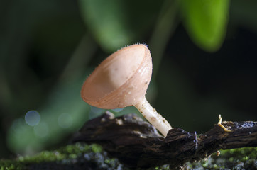 champagne mushroom and waterfall
