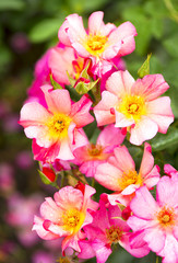 Close-up of garden rose