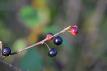 Wald 