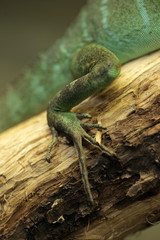 lizard claw detail - chinese water dragon