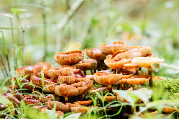 Group of mushrooms in the autumn forest