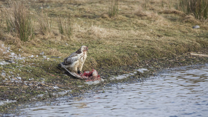 Fototapeta premium bird of prey