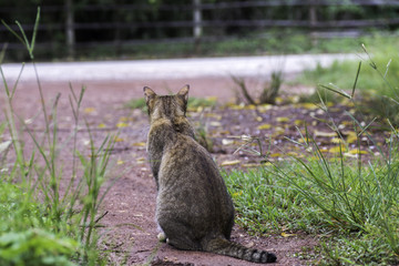 Cats sat on the ground and looked at the street.