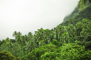 forêt tropicale en polynésie