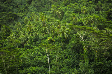 forêt tropicale en polynésie