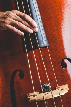 Professional Musician Playing a Double Bass