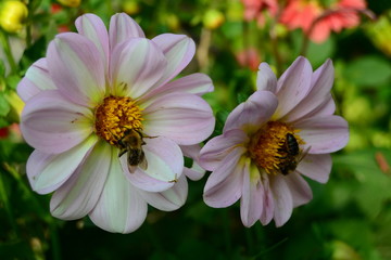 pink flowers 1