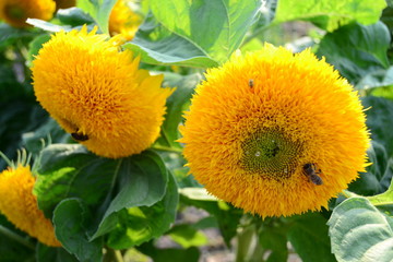 decorative sunflower 2