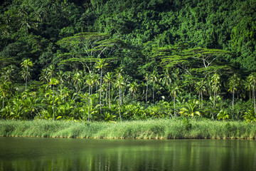 forêt tropicale a Tahiti, Polynésie 
