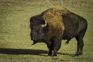 Colorado Bison