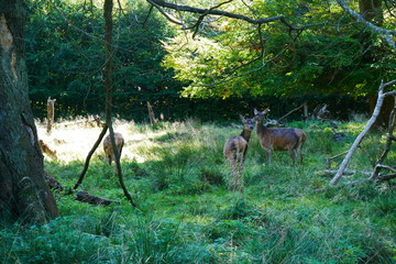 Deer Relaxing and looking in the magic forrest