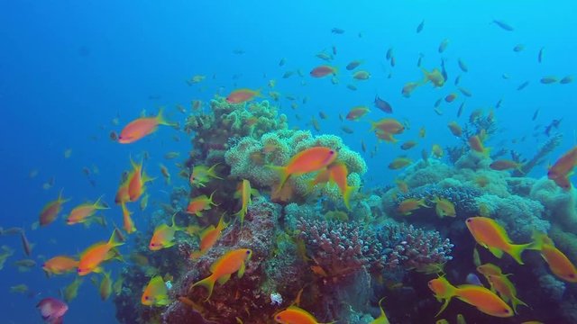 Fishes Seascape Underwater. Picture of beautiful underwater colorful fishes scalefin anthias fish in the tropical reef of the Red Sea, Dahab, Egypt.