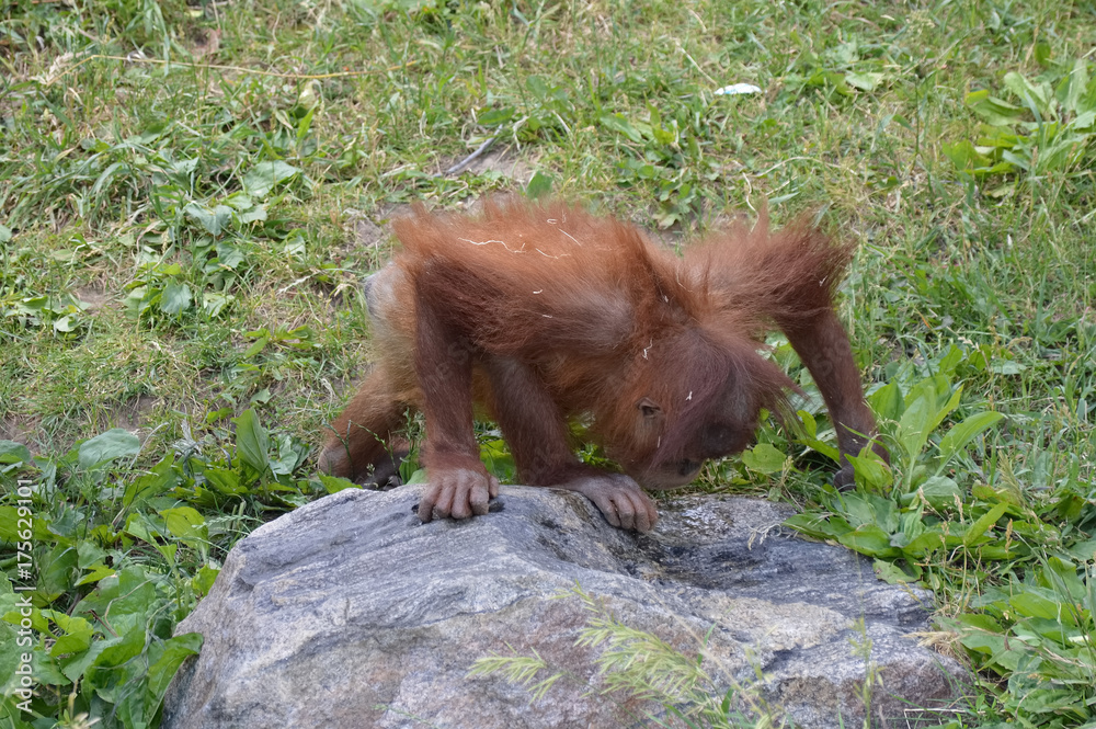 Wall mural baby orangutan