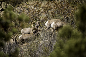 Colorado Big Horn Sheep