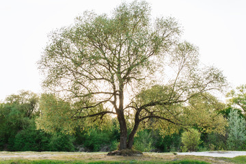 Obraz premium nature landscape