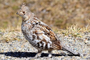 Donna the grouse !