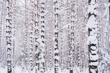 Obraz premium Winter forest. Many snow-covered pine trees in cloudy winter day.