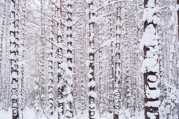 Winter forest. Many snow-covered pine trees in cloudy winter day.
