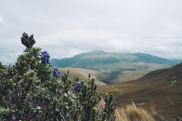 Beautiful Landscape with Wildflowers and Rolling Hills
