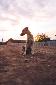 The Little Pup