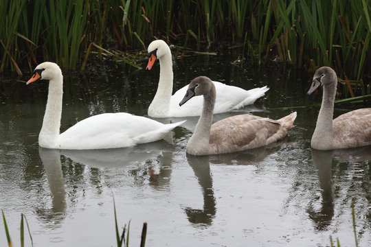 Swan family in the rain, swimming in a ditch