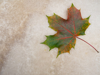 Naklejka na ściany i meble Leaves autumn maple on a beige marble. 