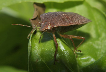 Bug on Basil leaves 2