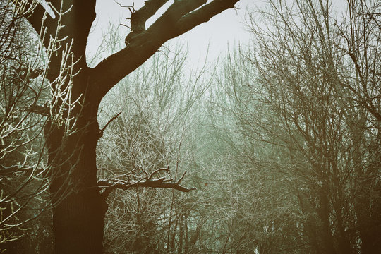 Sunlight streaming through bare frosty winter trees © Anders93