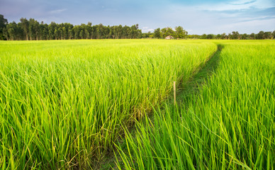 Obraz premium Green rice plant field in Thai farmland.