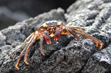 A little orange colored crab suns itself on a black volcanic rock
