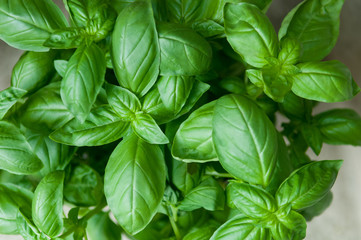 Detail of sweet fresh basil organic plant