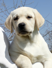 the little cute labrador puppy on a shoulder