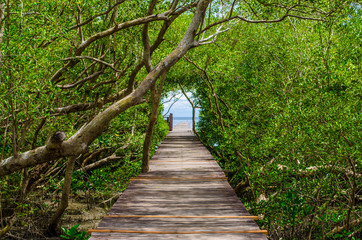 Obraz premium Wooden walkway in the mangrove forest to the sea.