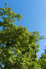 Fototapeta premium Indian Bean Tree with Seed Pods