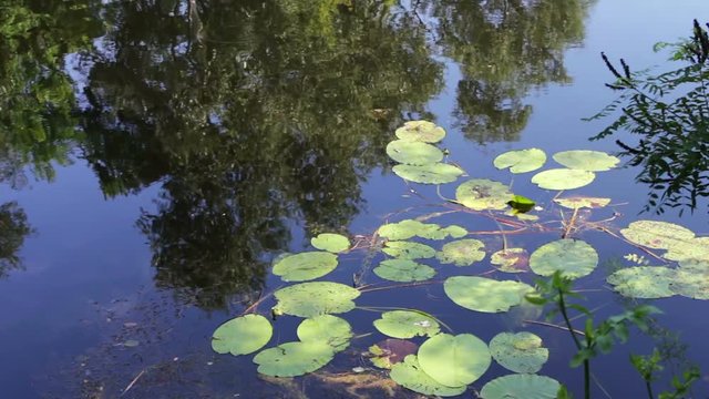 Reflections of trees, foliage and water lilies are swaying on the watery surface of the river