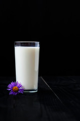 Just a glass of milk on a black background and a purple flower