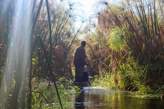 Botswana, Okavango Delta, Mokorofahrt durch ein Schilflabyrinth, ein Mokoro ist ein etwa vier Meter langes Einbaum-Boot
