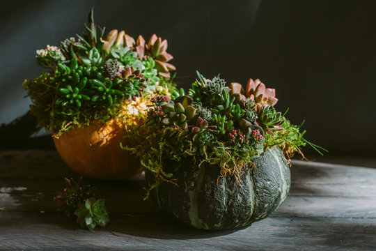 Pumpkins decorated with living succulents.