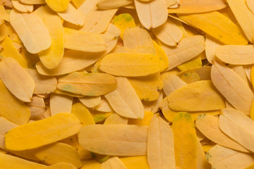 yellow fallen leaves of tamarind