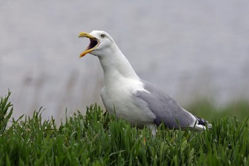 Obraz premium Screaming herring gull (Larus argentatus)